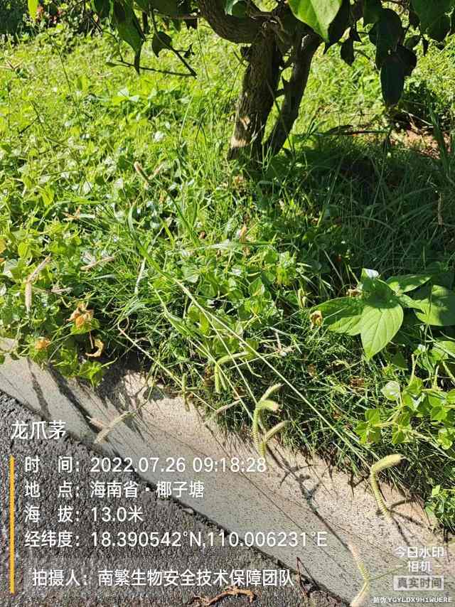 龙爪茅