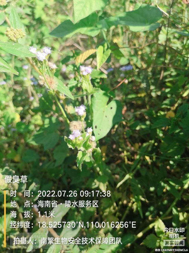 假臭草