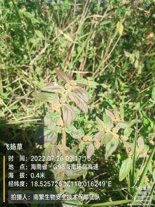 飞扬草
