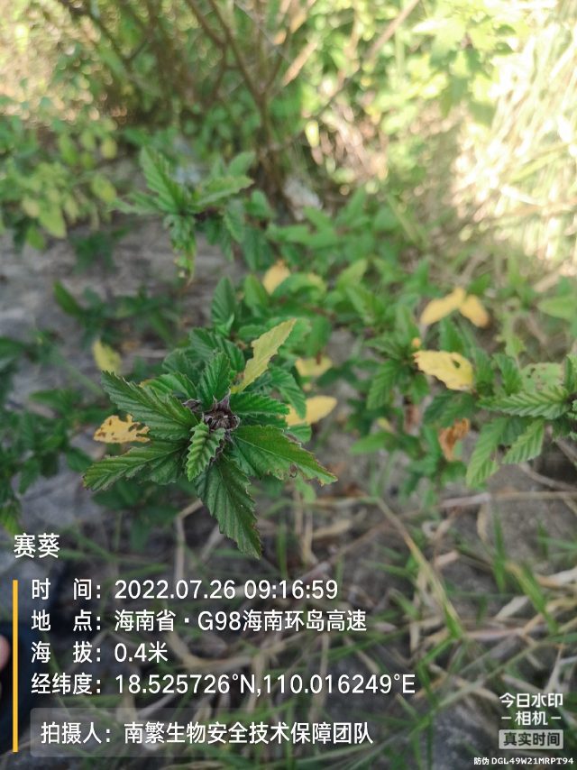 赛葵