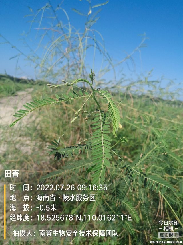 田菁