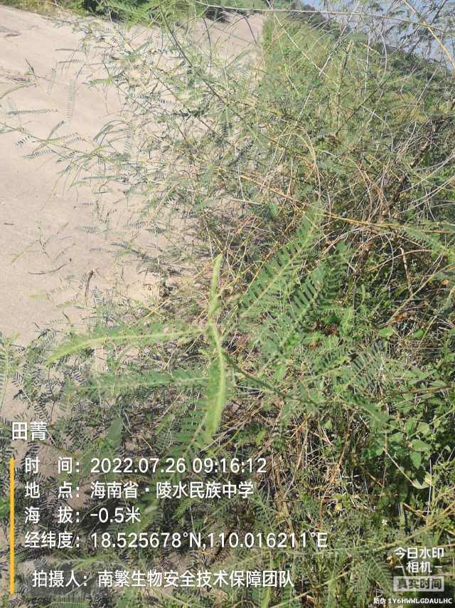 田菁