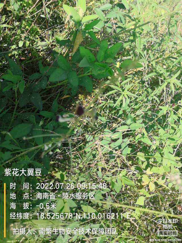 紫花大翼豆
