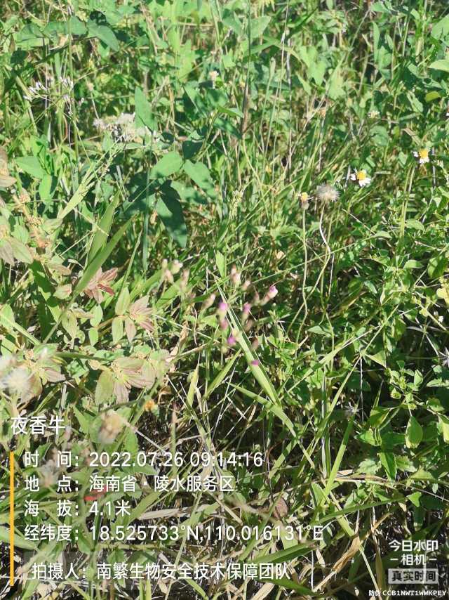 夜香牛