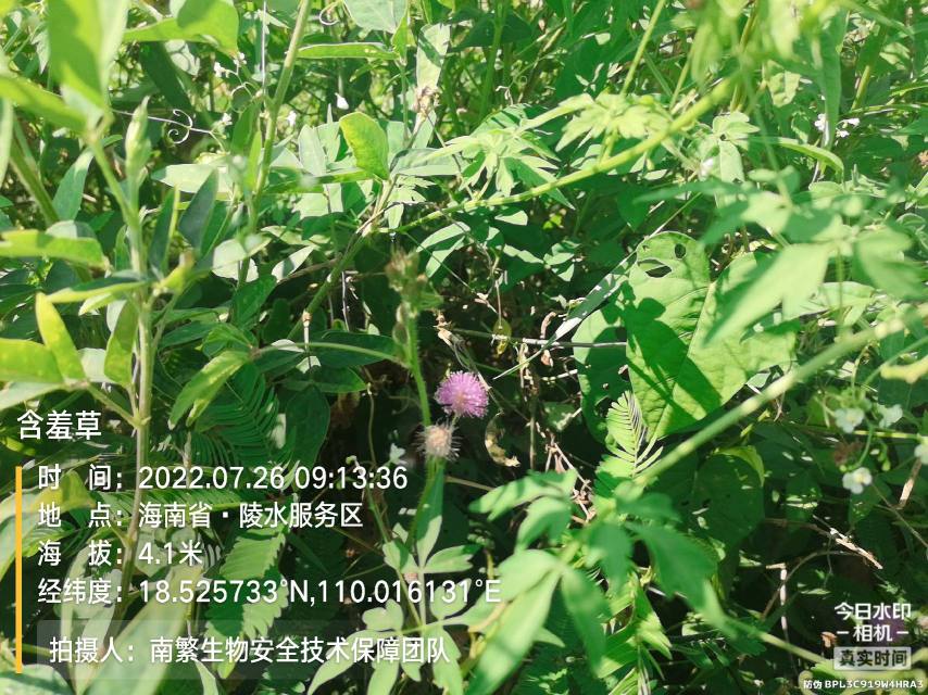 含羞草