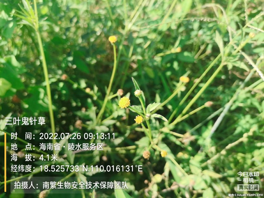 三叶鬼针草