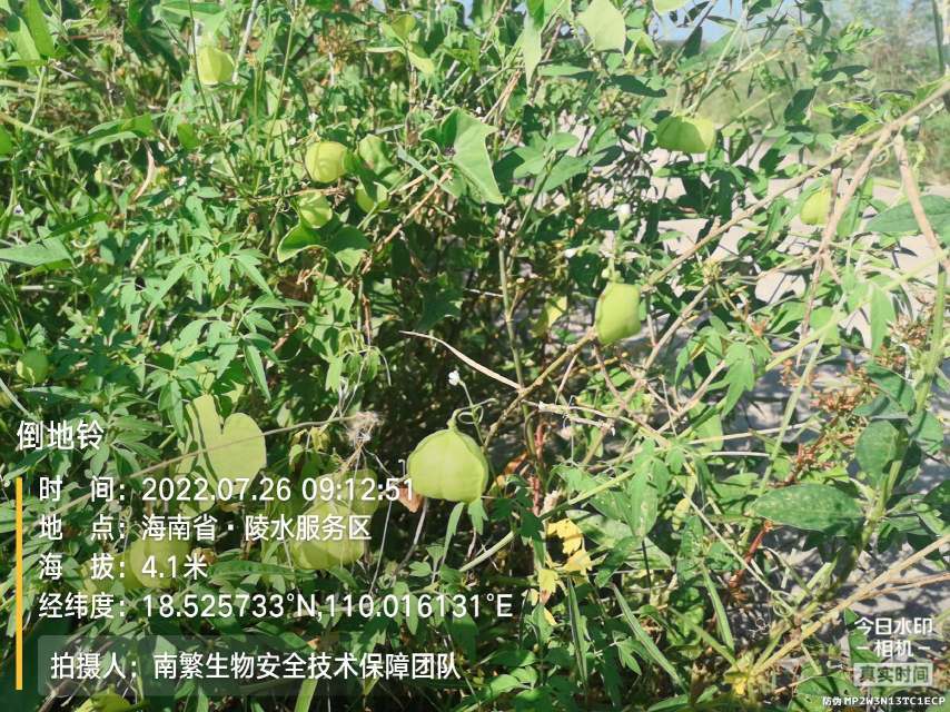 倒地铃