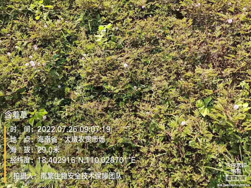 含羞草
