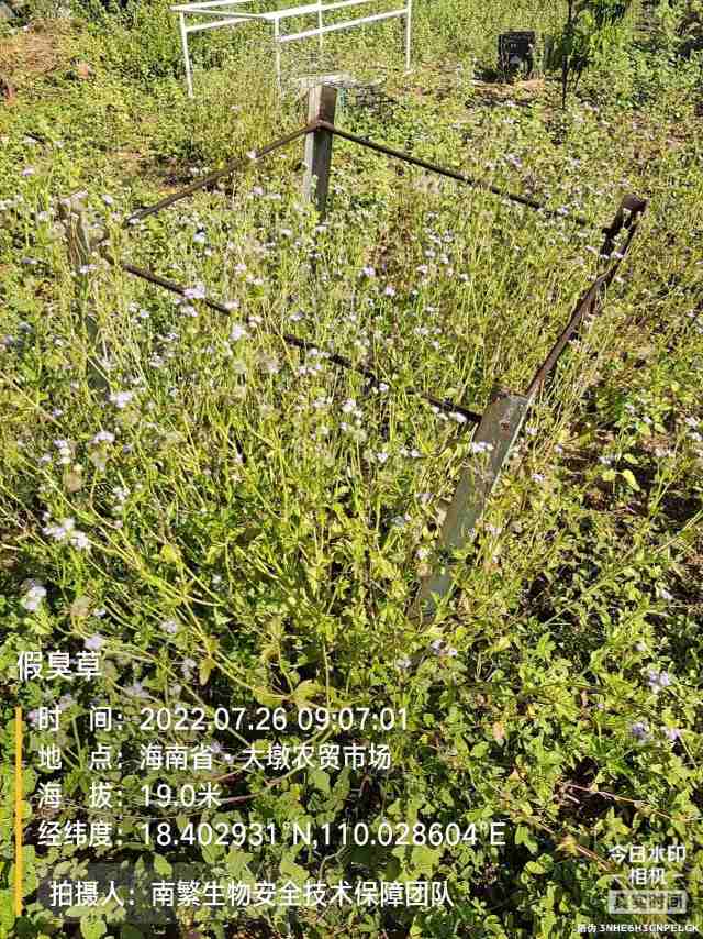 假臭草