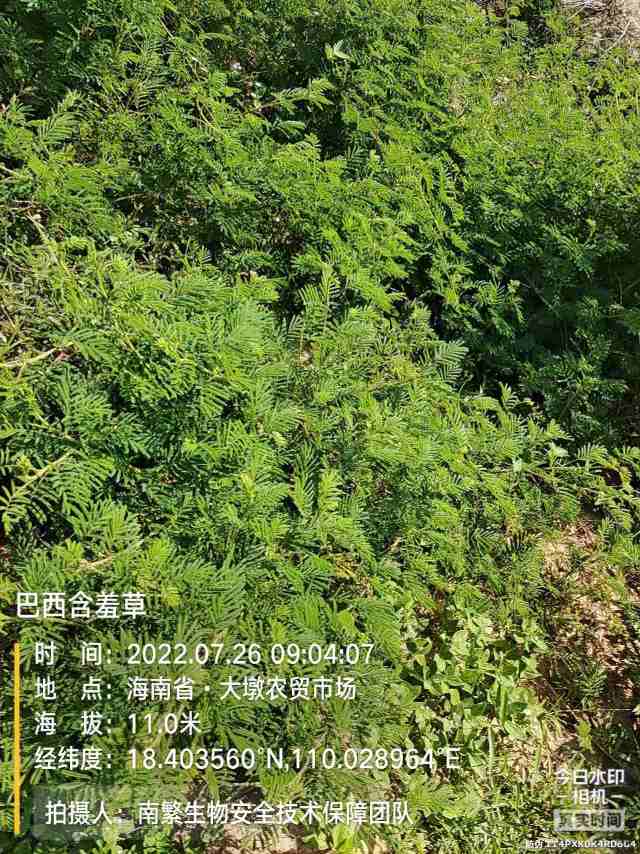 巴西含羞草