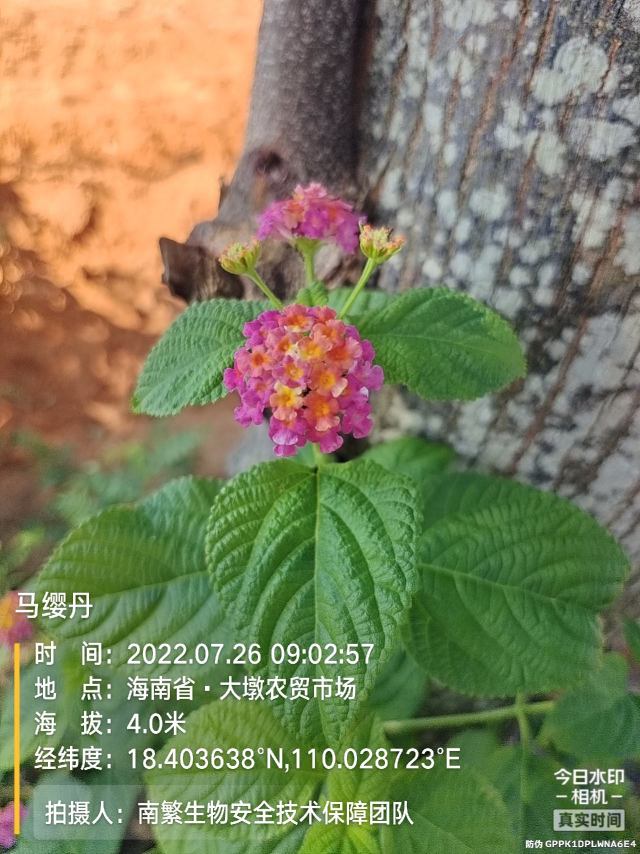 马缨丹