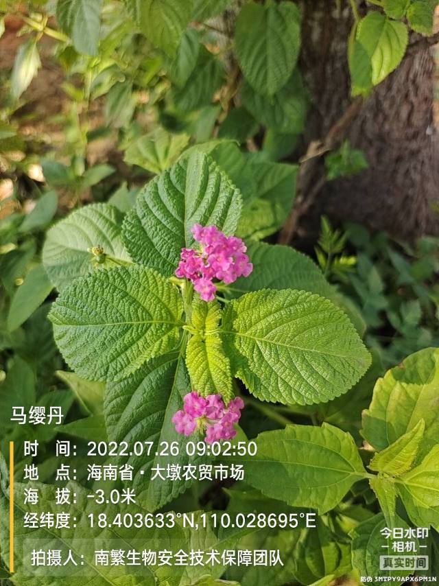 马缨丹