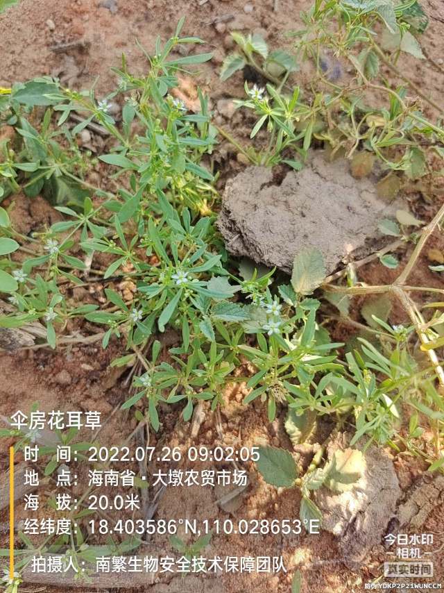 伞房花耳草