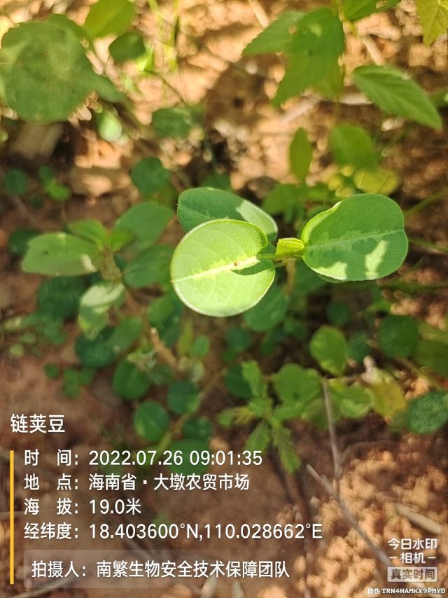 链荚豆