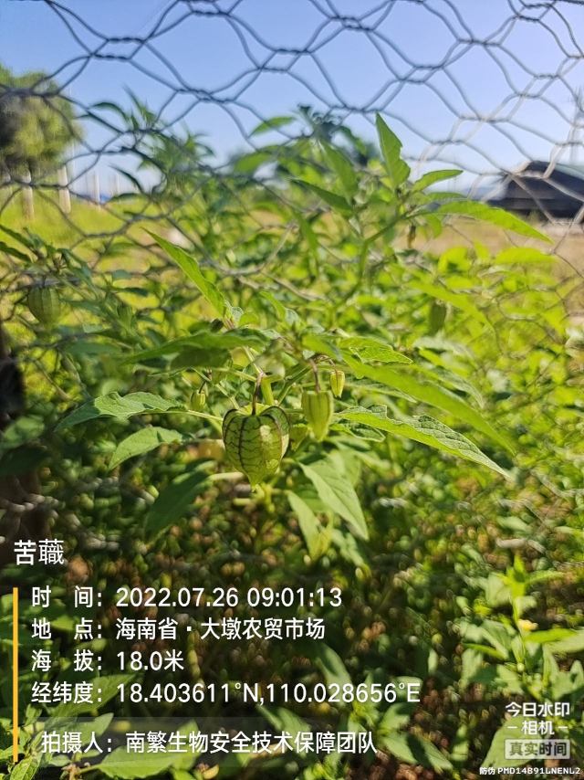 苦蘵