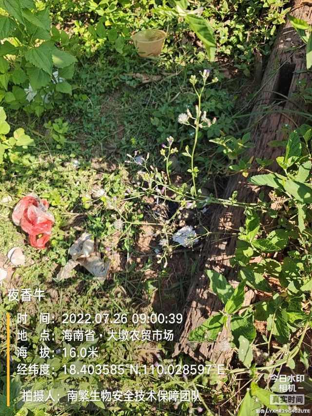 夜香牛