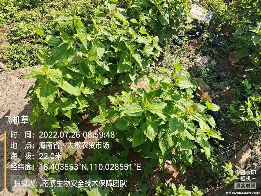 飞机草