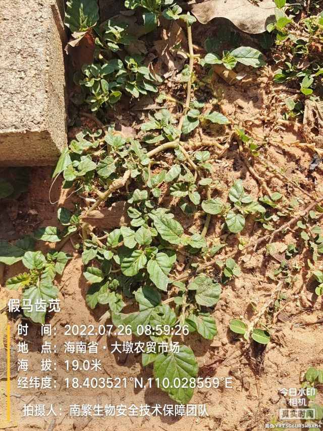 假马齿苋