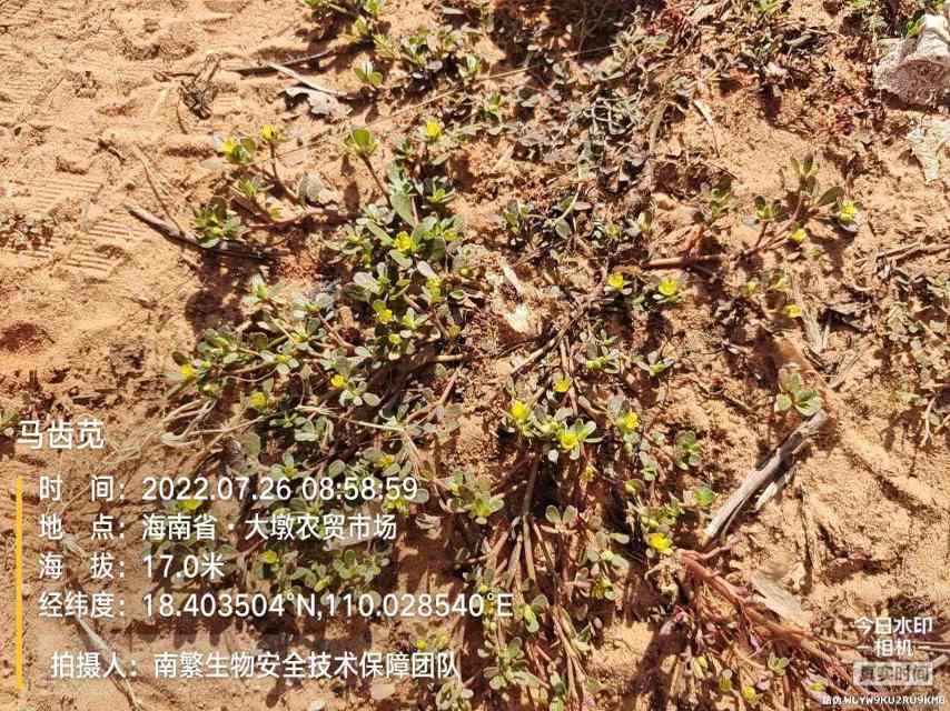 马齿苋