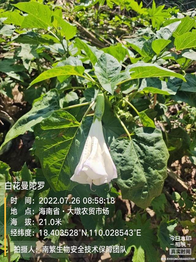 白花曼陀罗
