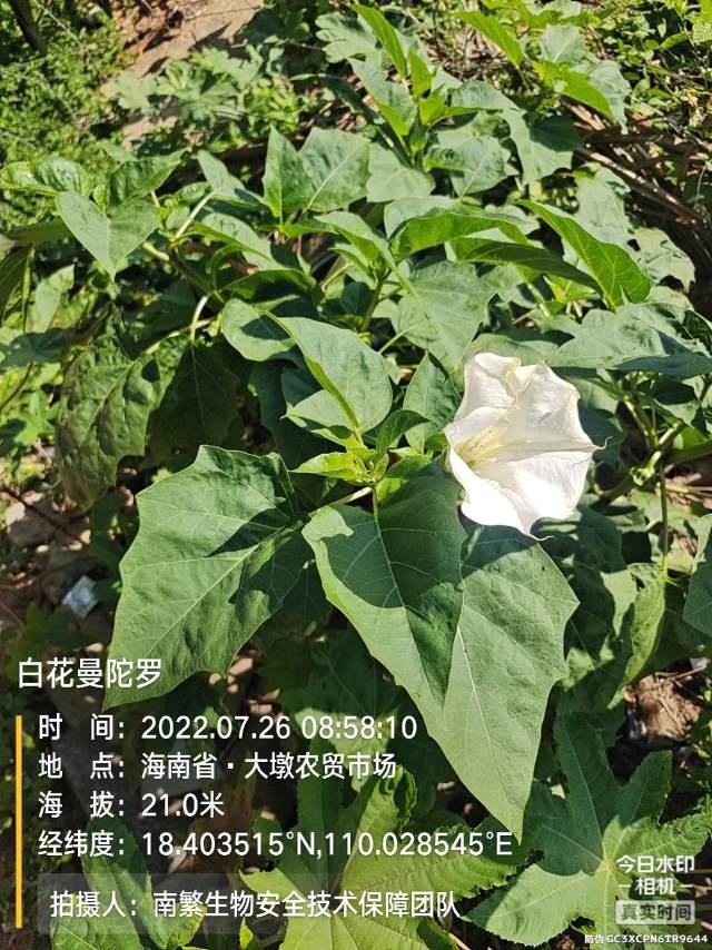 白花曼陀罗