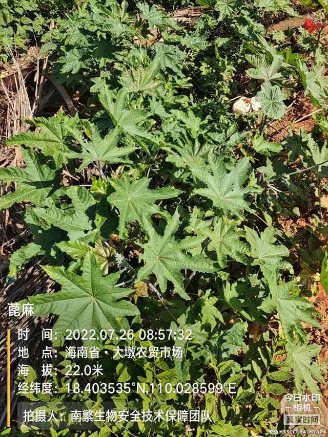 蓖麻