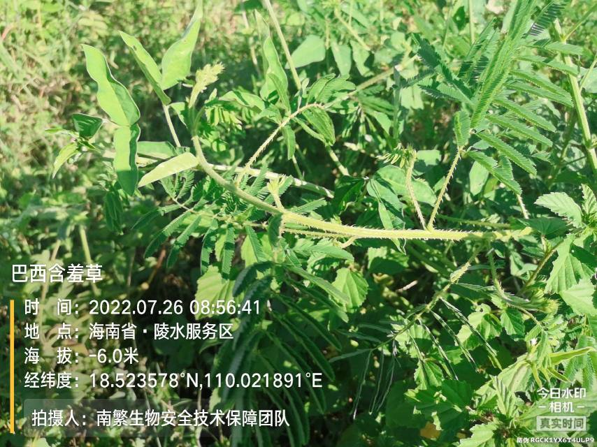 巴西含羞草