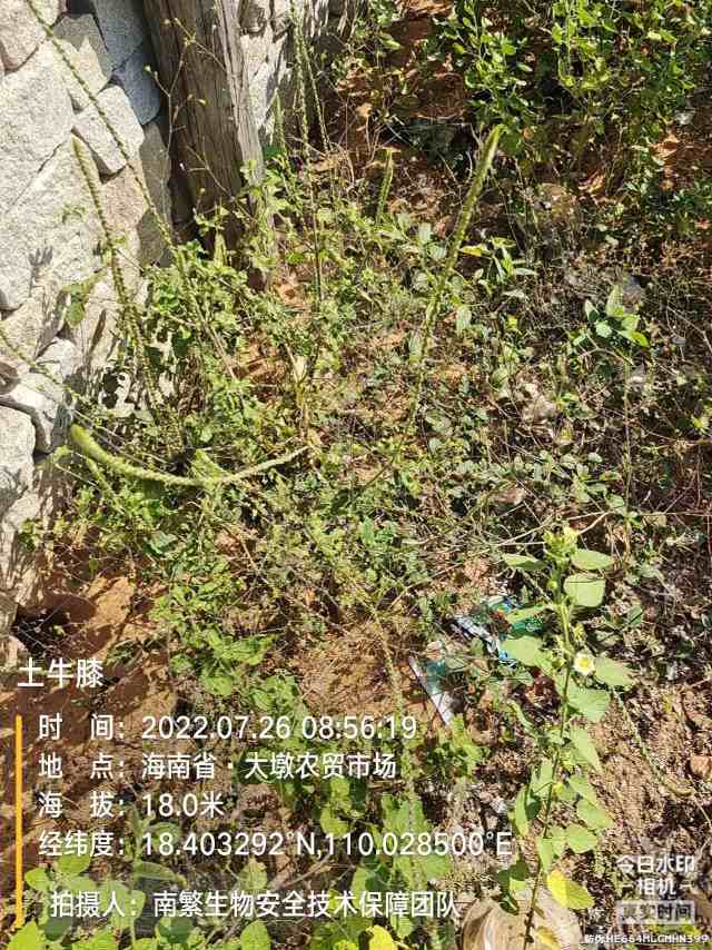土牛膝