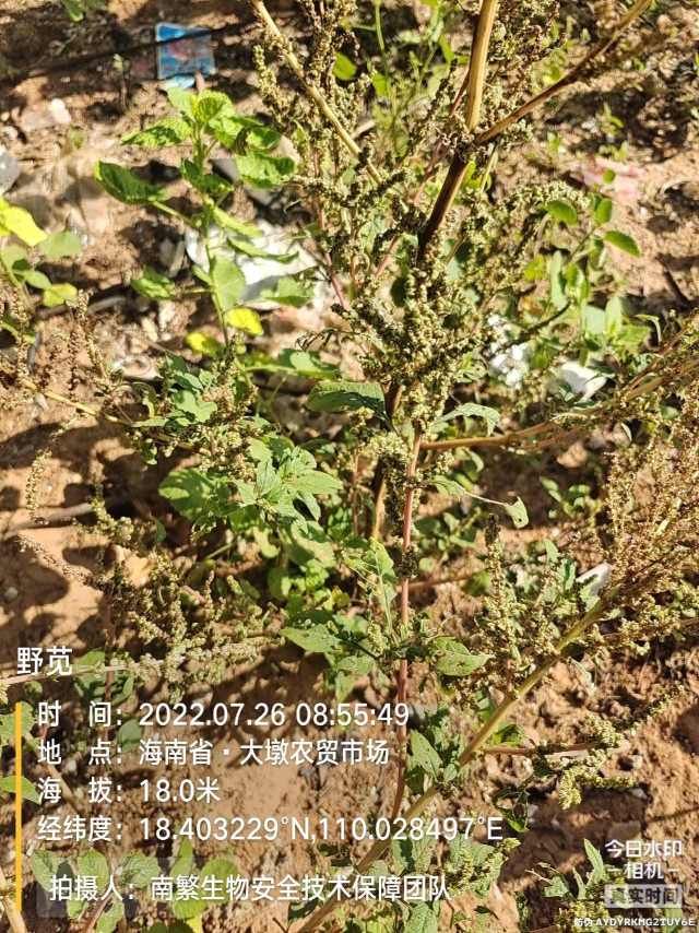 野苋