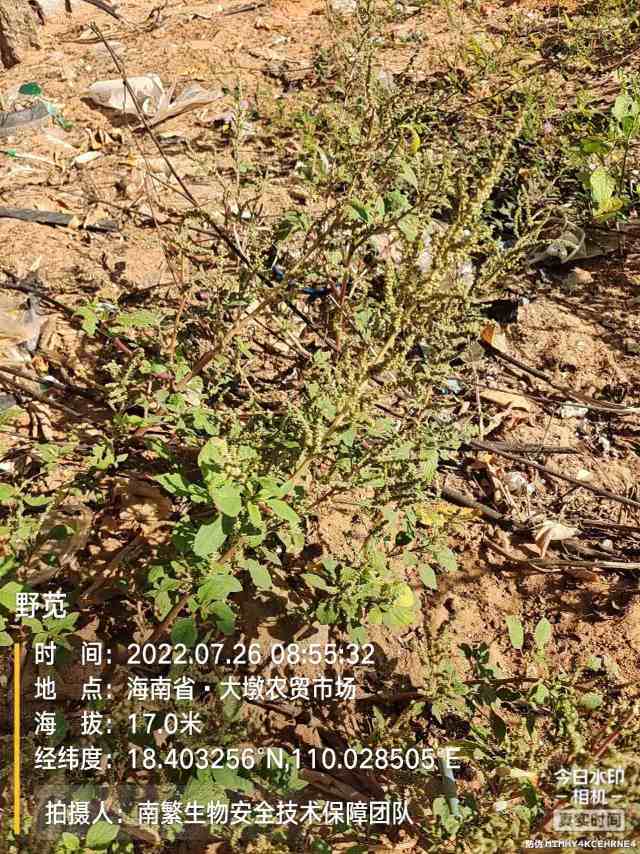 野苋