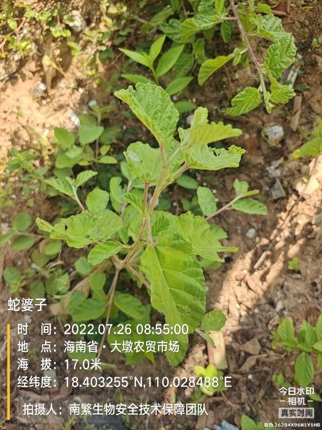 蛇婆子