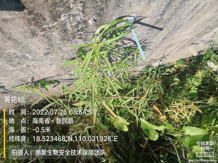 黄花棯