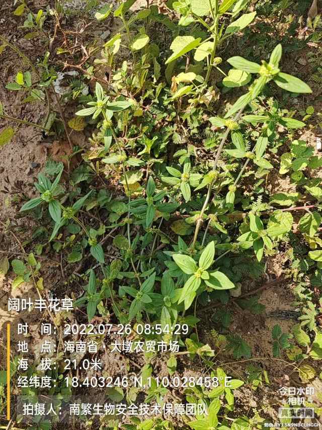 阔叶丰花草