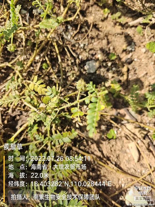 蒺藜草