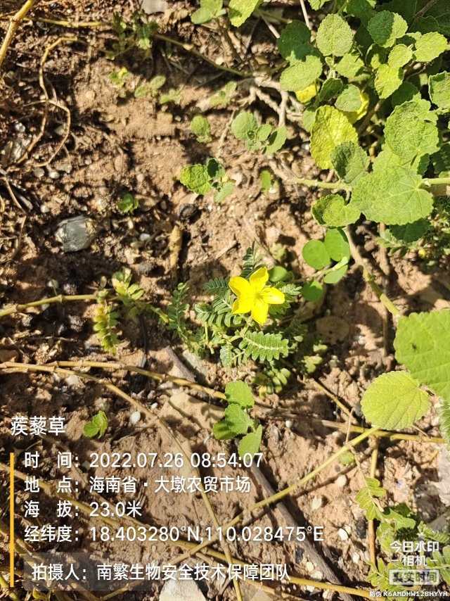 蒺藜草