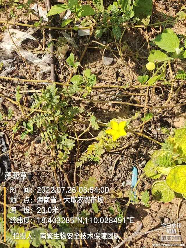 蒺藜草