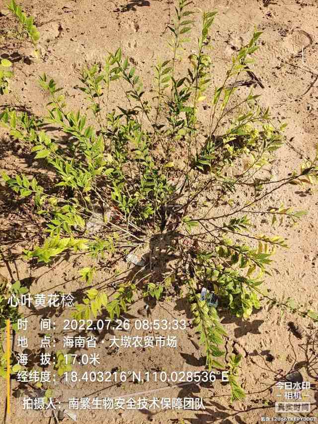 心叶黄花棯