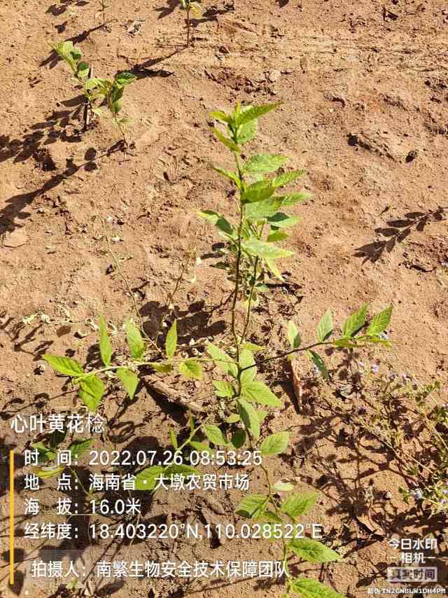 心叶黄花棯