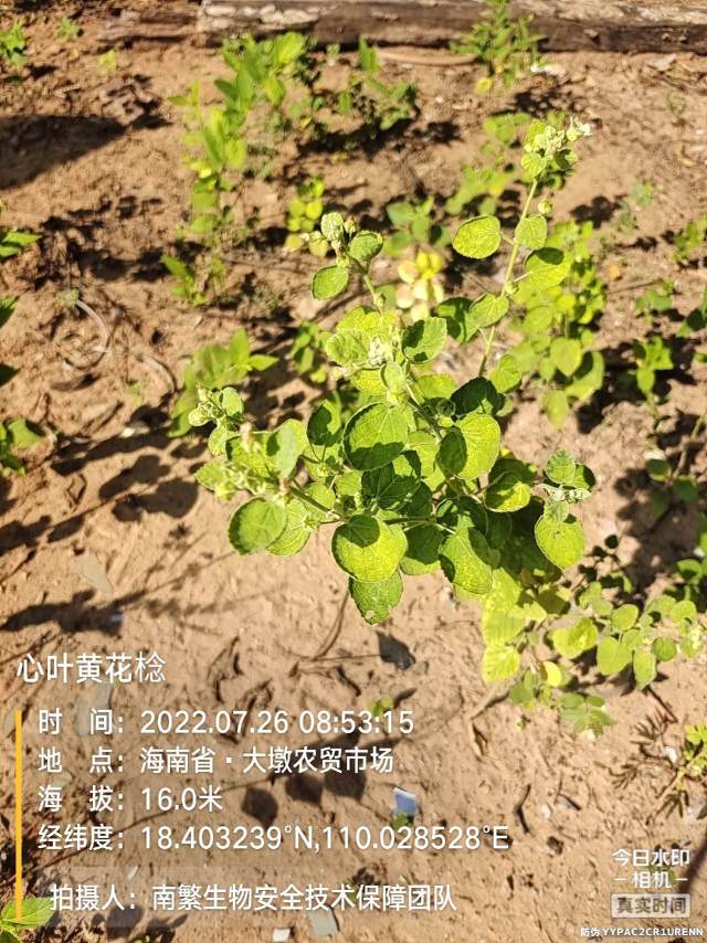 心叶黄花棯
