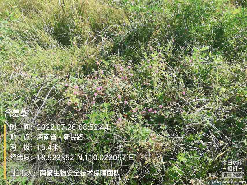 含羞草