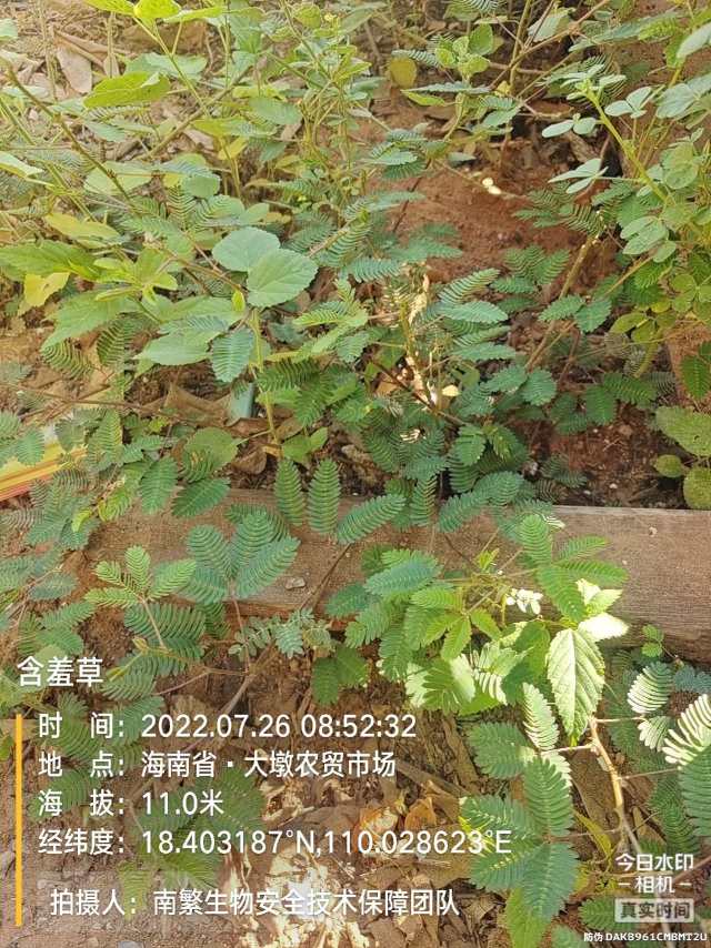 含羞草