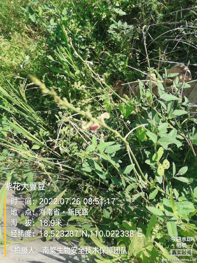 紫花大翼豆