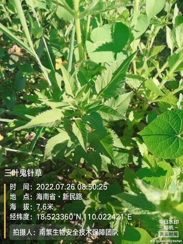 三叶鬼针草