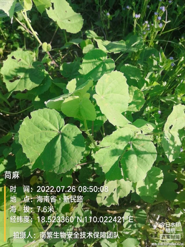 苘麻