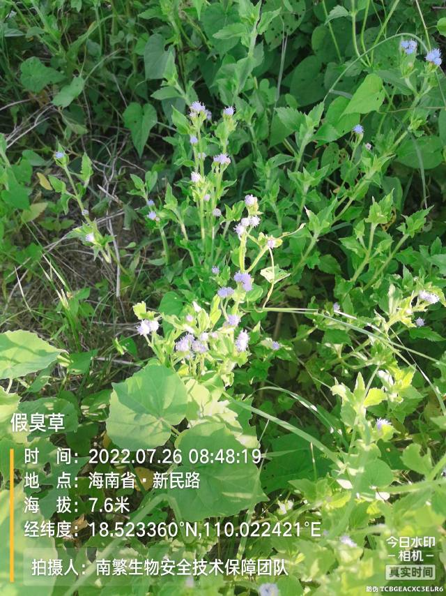 假臭草