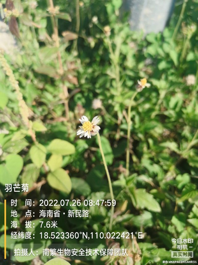 羽芒菊