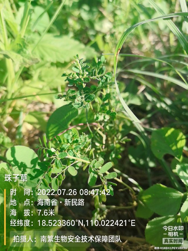 珠子草