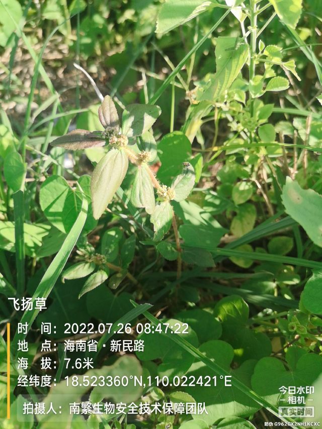 飞扬草