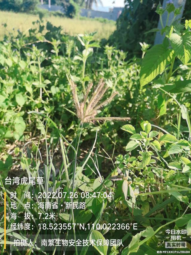 台湾虎尾草