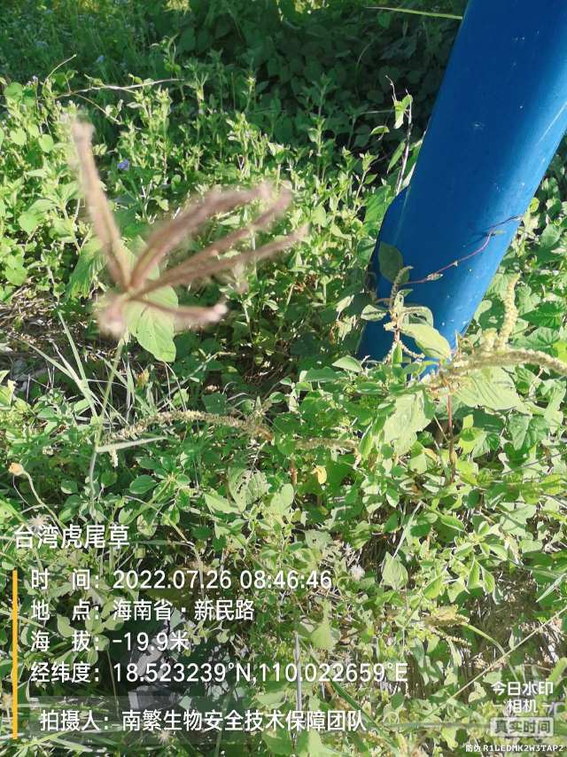 台湾虎尾草